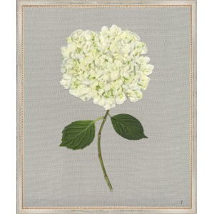 TLC- WHITE HYDRANGEA 1 20 X 24